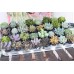 One 2.5" Succulent from The Succulent Source - Succulents for all occasions   